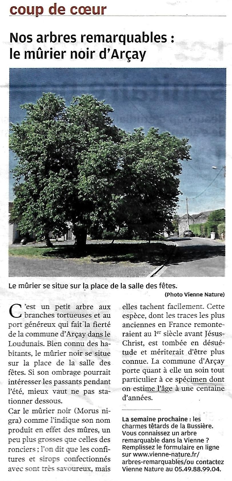 Lire la suite à propos de l’article Un arbre remarquable à Arçay